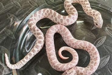 Snakes kaufen und verkaufen Photo: Heterodon nasicus ~ Moonstone (Superarctic Lavender) + Moondust PAIR