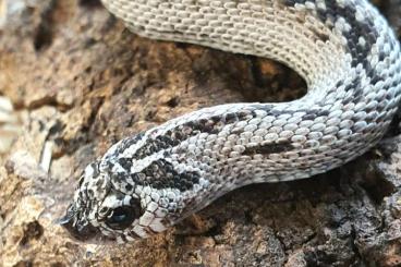 Snakes kaufen und verkaufen Photo: Heterodon nasicus ~ Superarctic Superconda 'Black Back'