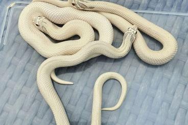 Schlangen kaufen und verkaufen Foto: Heterodon nasicus ~ Caramel Toxic Superconda