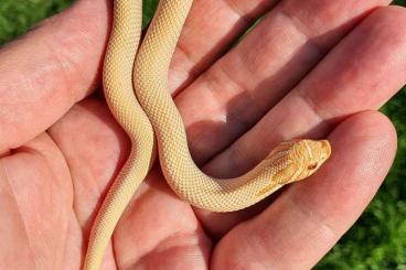 Schlangen kaufen und verkaufen Foto: Heterodon nasicus ~ Albino Superconda het. Sunburst (Sable)