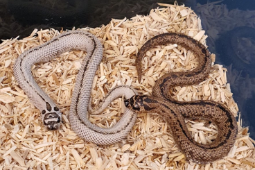 Schlangen kaufen und verkaufen Foto: Heterodon nasicus ~ Superarctic Superconda Pair