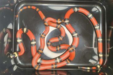 Snakes kaufen und verkaufen Photo: Lampropeltis abnorma (hondurensis)