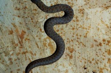 Snakes kaufen und verkaufen Photo: Swiss Chocolat Heterodon Nasicus