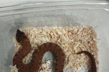 Schlangen kaufen und verkaufen Foto: Swiss Chocolat Heterodon Nasicus Schlangen kaufen und verkaufen Foto: Swiss Chocolat Heterodon Nasicus