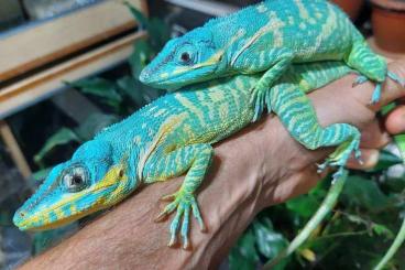 Echsen  kaufen und verkaufen Foto: Anolis potior, Boiga, baroni