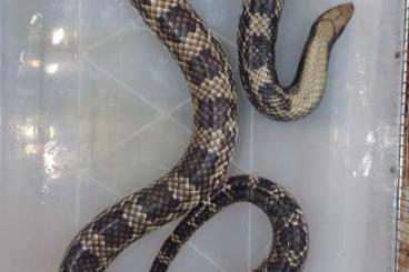 Snakes kaufen und verkaufen Photo: Hydrodynastes gigas adult breeding