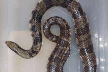 Snakes kaufen und verkaufen Photo: Hydrodynastes gigas adult breeding