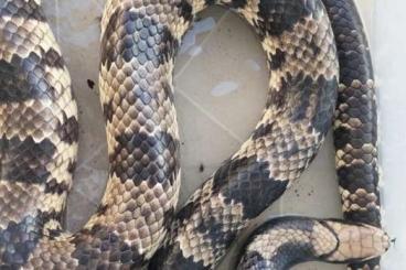 Snakes kaufen und verkaufen Photo: False water cobra - Adults and Babies Snakes kaufen und verkaufen Photo: False water cobra - Adults and Babies