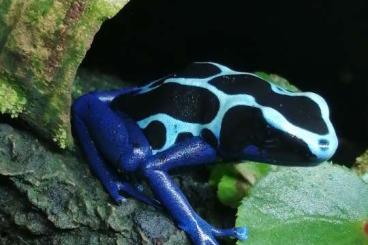 Poison dart frogs kaufen und verkaufen Photo: Biete D. Tinc. Villa Nova