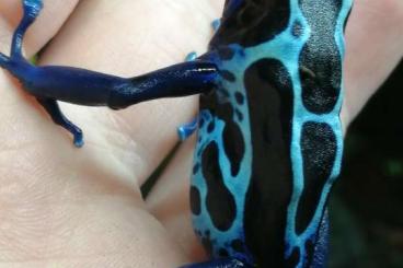 Pfeilgiftfrösche kaufen und verkaufen Foto: Biete 1.0 Dendrobates Tinctorius Villa Nova 