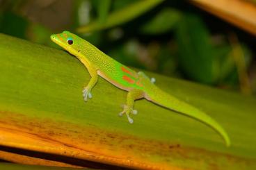 Geckos kaufen und verkaufen Photo: Phelsuma laticauda abzugeben