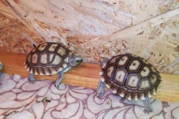 Tortoises kaufen und verkaufen Photo: Spornschildkröte, Geochelone Sulcata, Babys 