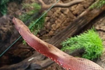 Boas kaufen und verkaufen Foto: 1,1 Candoia paulsoni red adult