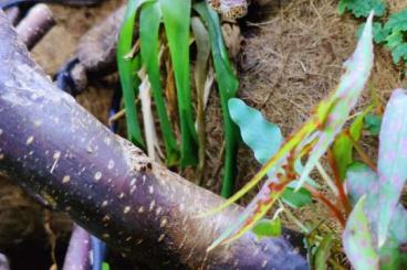 Schlangen kaufen und verkaufen Foto: Amazon tree boa / Corallus hortulanus 1.0 CB2018