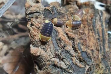 Insekten kaufen und verkaufen Foto: Asseln, und Tausendfüsser für Hamm