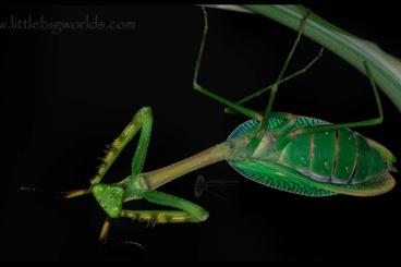 Insects kaufen und verkaufen Photo: Camelomantis sp. 'Thailand'