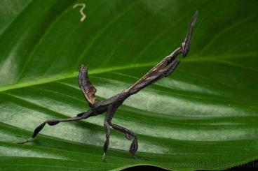 Insekten kaufen und verkaufen Foto: Mantiden und Co. für Terraristika Hamm 14.12.2024