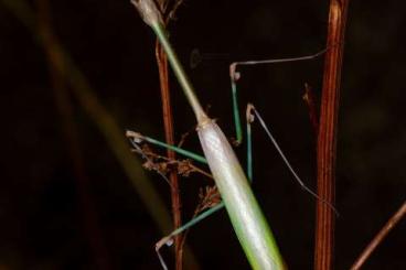 Insekten kaufen und verkaufen Foto: Mantodea "Hamm After Sale" -20%