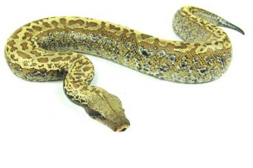 Snakes kaufen und verkaufen Photo: Python brongersmai - female 