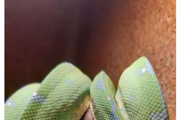 Pythons kaufen und verkaufen Photo: Gebe 1,0 Baumpython  ab von 2020 ab.