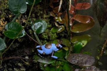 Poison dart frogs kaufen und verkaufen Photo: Suche 1.0 Histrionica Blue