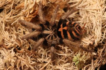 Spiders and Scorpions kaufen und verkaufen Photo: Offers for Hamm 08/03/2025