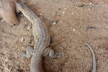 Warane kaufen und verkaufen Foto: 0.1 varanus acanthurus cb : 2012