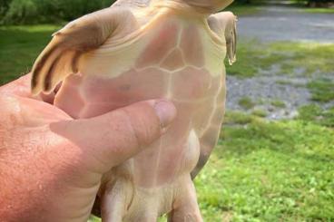 Turtles and Tortoises kaufen und verkaufen Photo: Flyriver turtle pignose turtle