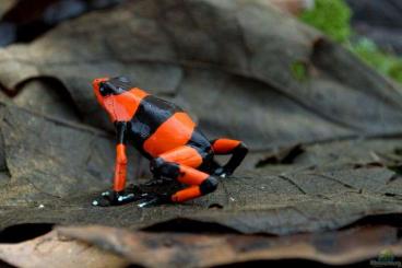 Pfeilgiftfrösche kaufen und verkaufen Foto: Suche 1.0 Oophaga Lehmanni rot