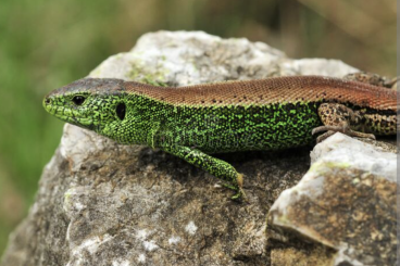 Lizards kaufen und verkaufen Photo: Lacerta agilis ssp (sand lizard)