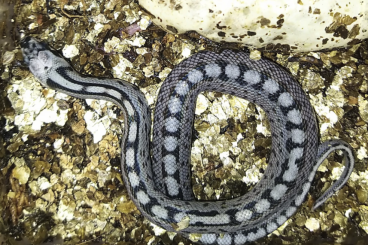 Snakes kaufen und verkaufen Photo: Zamenis (Rhinechis) scalaris Treppennatter