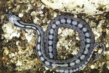 Schlangen kaufen und verkaufen Foto: Zamenis (Rhinechis) scalaris Treppennatter