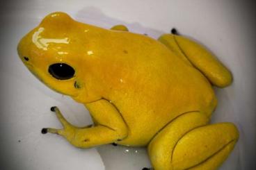 Poison dart frogs kaufen und verkaufen Photo: Phyllobates Terribilis Jungtiere 0.0.13