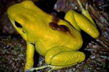 Poison dart frogs kaufen und verkaufen Photo: Phyllibates Terribilis Jungtiere 