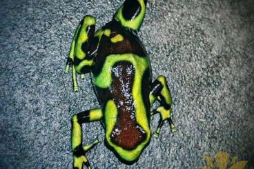 Poison dart frogs kaufen und verkaufen Photo: Dendrobate Auratus Arten 