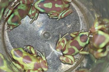 Poison dart frogs kaufen und verkaufen Photo: Dendrobate Auratus Albino 