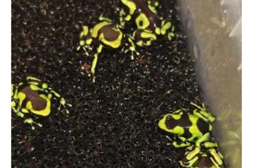 Poison dart frogs kaufen und verkaufen Photo: Zur Abgabe Auratus Taboga 