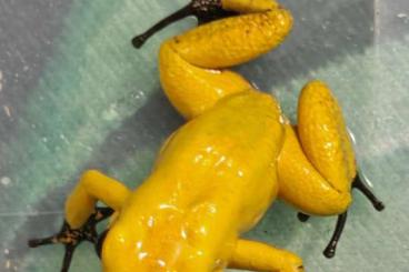 Poison dart frogs kaufen und verkaufen Photo: Phyllibates Terribilis gelb/orange/gold Dust