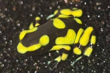 Poison dart frogs kaufen und verkaufen Photo: Auratus Capurgana zur Abgabe 