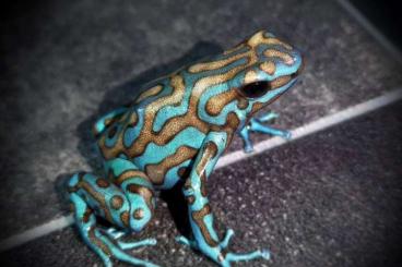 Poison dart frogs kaufen und verkaufen Photo: Dendrobate Auratus La Cocas zur Abgabe 