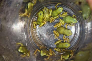 Poison dart frogs kaufen und verkaufen Photo: Denderobate Auratus & Terribilis zur Abgabe Poison dart frogs kaufen und verkaufen Photo: Denderobate Auratus & Terribilis zur Abgabe