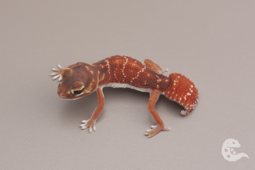 Geckos kaufen und verkaufen Foto: Nephrurus Levis Levis / Knob Tailed Geckos