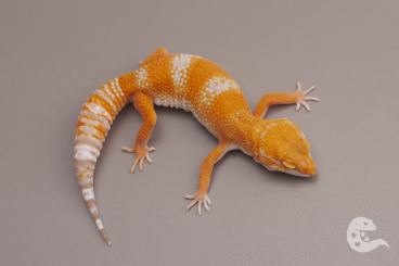 Geckos kaufen und verkaufen Foto: Leopard Geckos Fire Tremper, Blood Tremper, Bold lines