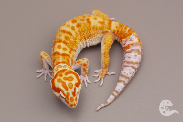 Geckos kaufen und verkaufen Foto: Leopard Geckos Tremper, Bold Stripe, Lavender, Cipher, Bell, Tangerine