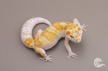 Geckos kaufen und verkaufen Foto: Leopard Geckos Blood Tremper, Lavender, Bold, Cipher, Bell, Pied