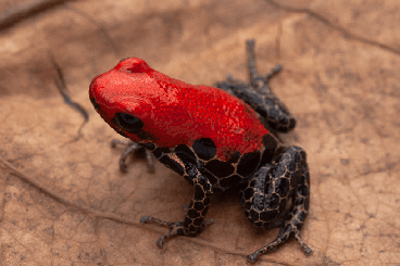 Pfeilgiftfrösche kaufen und verkaufen Foto: Oophaga bastimentos, histrionica, reticulata