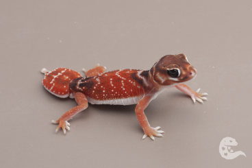 Geckos kaufen und verkaufen Foto: Nephrurus Levis Levis / Knob Tailed Geckos