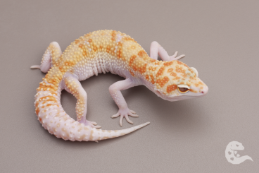 Geckos kaufen und verkaufen Photo: Leopard Geckos Fire Tremper, Blood Tremper, Bold lines