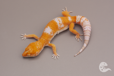 Geckos kaufen und verkaufen Photo: Leopard Geckos Fire Tremper, Blood Tremper, Bold lines