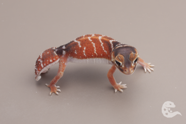 Geckos kaufen und verkaufen Foto: Nephrurus Levis Levis / Knob Tailed Geckos